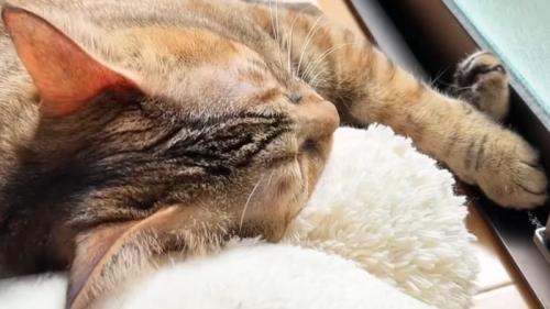 窓辺で眠る麦わら猫