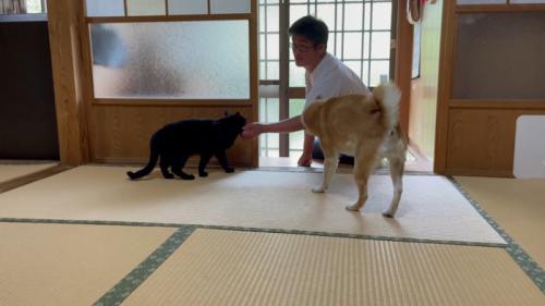 飼い主を出迎える犬と猫