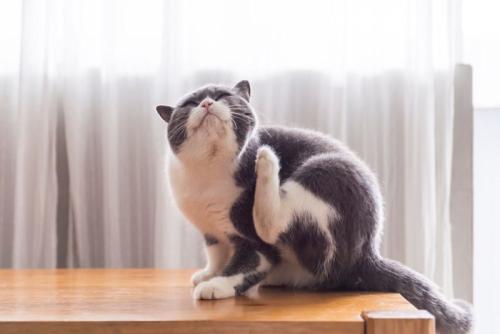 後ろ足で首をかく猫
