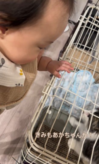 赤ちゃんを見つめる子猫