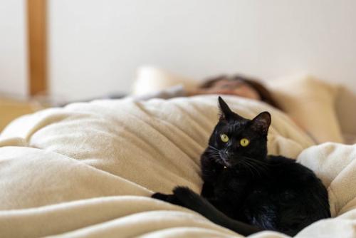 布団の上で寝る黒猫