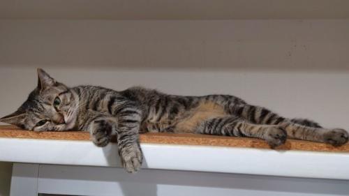 くつろいでいる猫