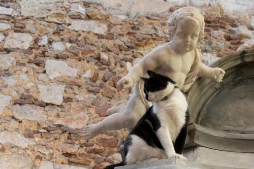 像の前にたたずむ白黒猫