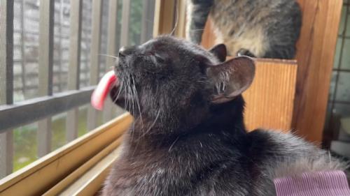 ブラッシングされる猫