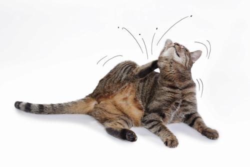 ノミをかく猫