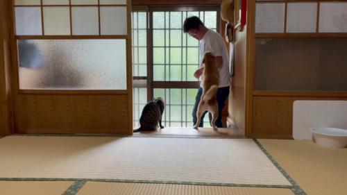 飼い主を出迎える犬と猫