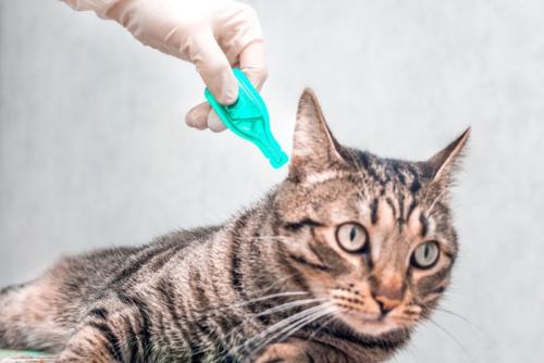 駆除薬を投与される猫