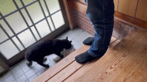 靴のにおいを嗅ぐ猫