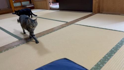 畳を歩く2匹の猫