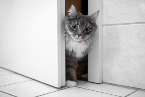 洗面所に入り込む猫