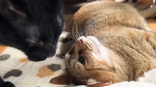 麦わら猫に挨拶する黒猫