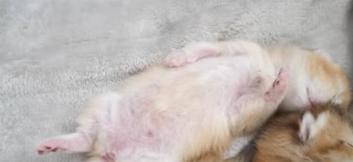 猫の様子