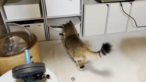 ボックスをのぞき込む猫ちゃんの後ろ姿