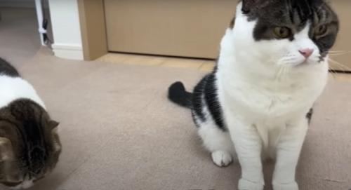 おやつを食べる猫