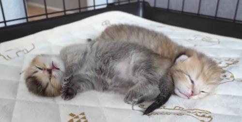 猫の様子