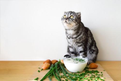 ネギ入りミルクと猫