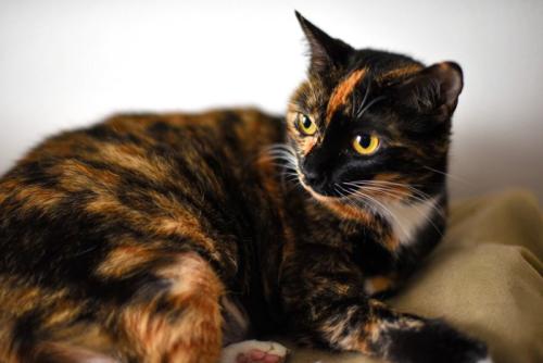 何かを見つめるサビ猫