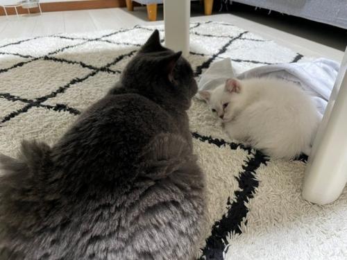 眠そうな子猫に近づく猫