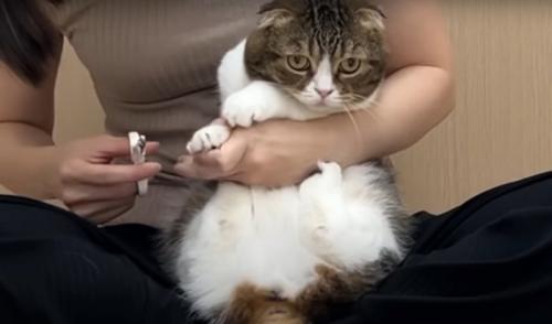 爪を切られる猫