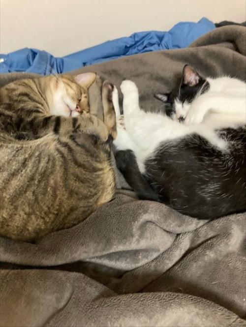 寝ている2匹の成猫