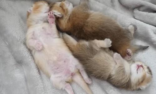 猫の様子