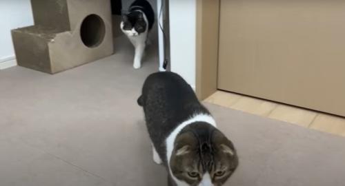 おやつを食べる猫