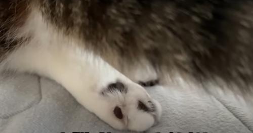 猫の爪