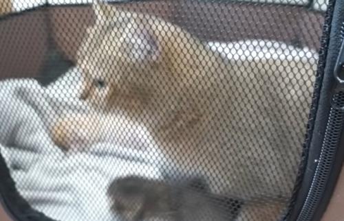 猫の様子