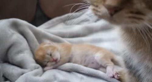 猫の様子