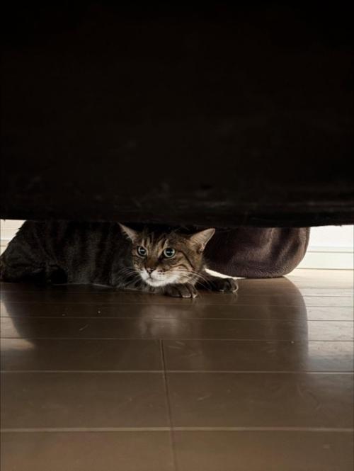 隠れる猫