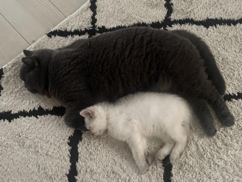 横向きで寝る猫（上）と子猫（下）