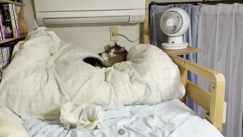 猫団子（引き）
