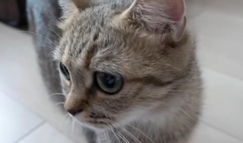 猫の様子
