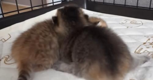 猫の様子