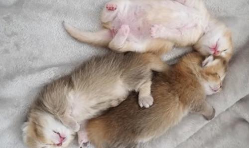 猫の様子