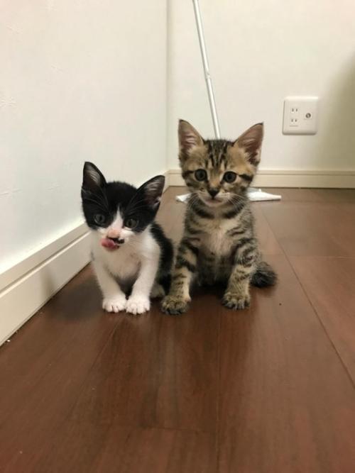 並んで座る子猫