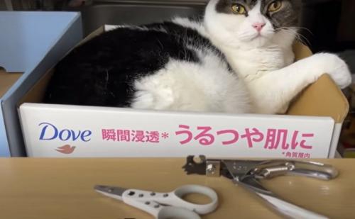 猫と爪切り