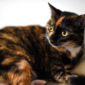 猫柄】『サビ猫』が持つ魅力あふれる特徴3選 意外な性別割合や性格の