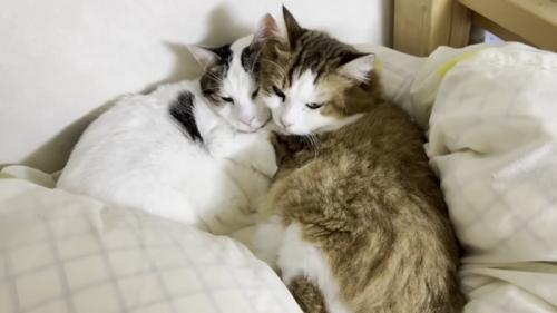 猫団子（右側に茶色っぽい猫ちゃん）