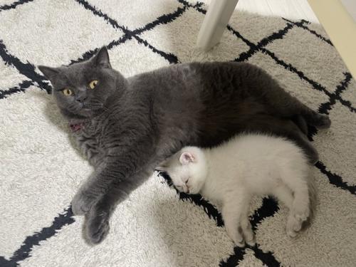 横になってカメラ目線の猫と丸くなって眠る子猫