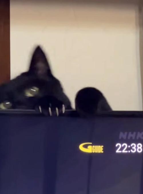 テレビから離れる猫