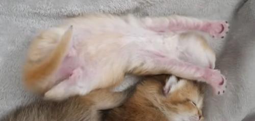 猫の様子
