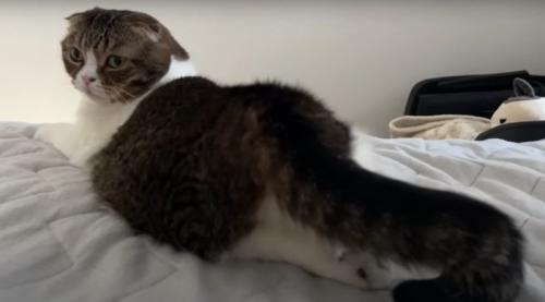 寝転ぶ猫