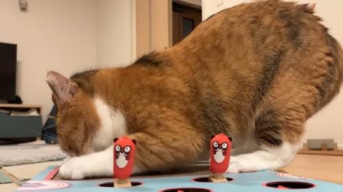 爪とぎをするきなこちゃん
