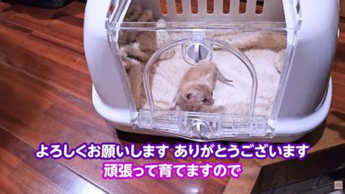 テロップ「よろしくお願いします～」