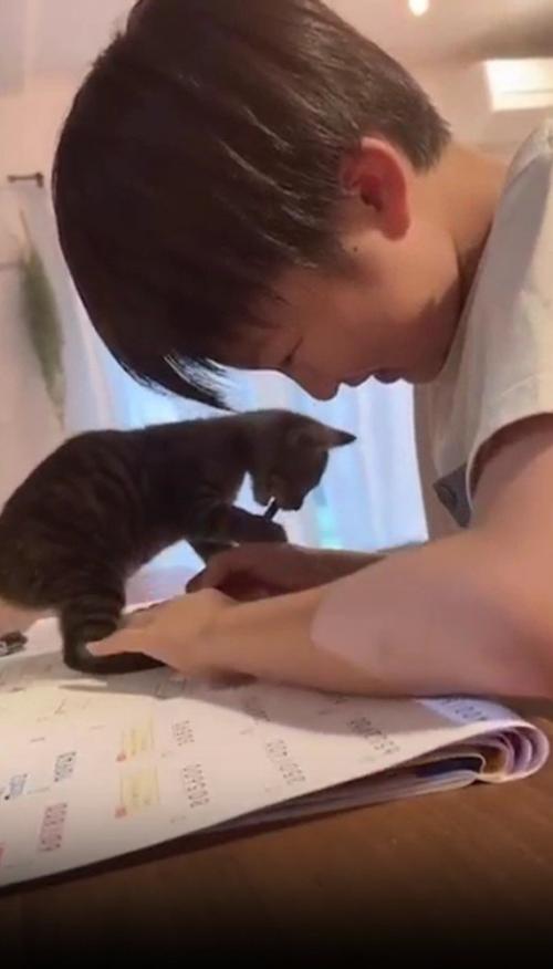 鉛筆で遊ぶ猫