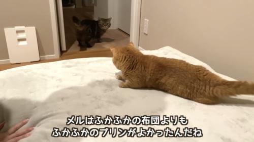 「メルはふかふかの...」のテロップ写真