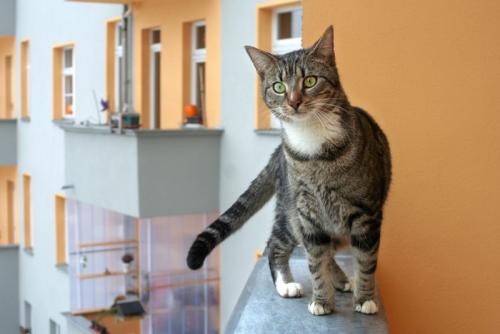ベランダの手すりに乗る猫