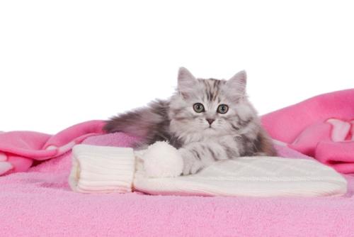 湯たんぽに乗る猫