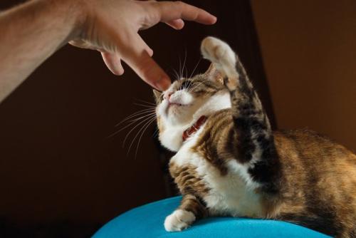 手にパンチしようとする猫